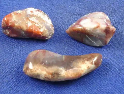 Coprolite Tumbled Stones Large