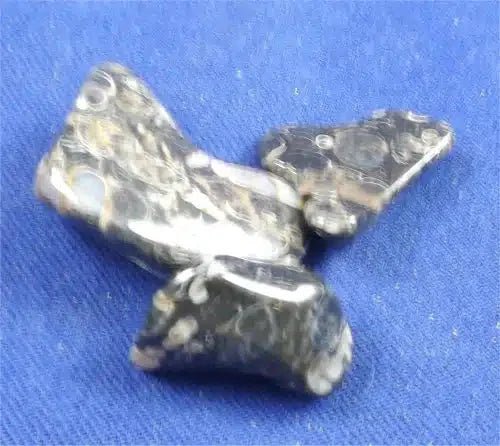 Geological Properties Of Turritella Agate - Crystals By Rob