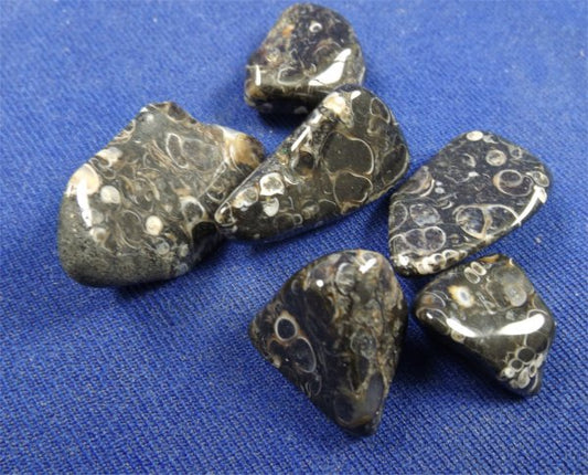 Metaphysical Healing Properties Of Turritella Agate