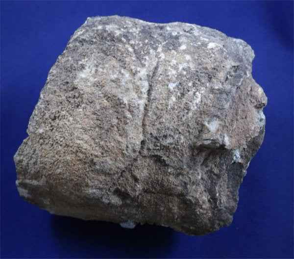 Petrified Wood Log With Chalcedony