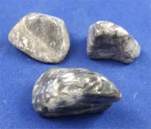 Blue Palm Wood Tumbled Stones Large