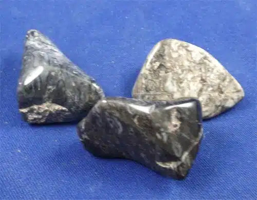 Blue Palm Wood Tumbled Stones Large