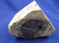 Blue Petrified Wood