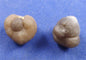 Botryoidal Chalcedony Large