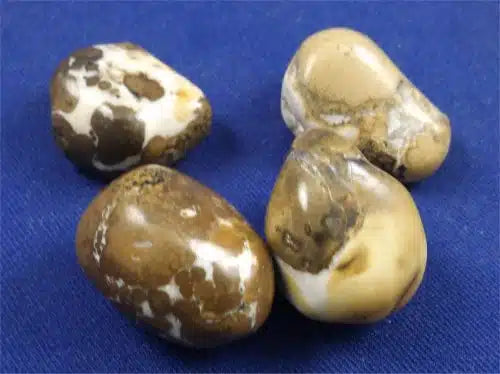 Cobra Jasper