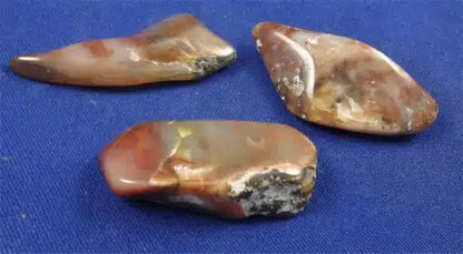 Coprolite Tumbled Stones Extra Large