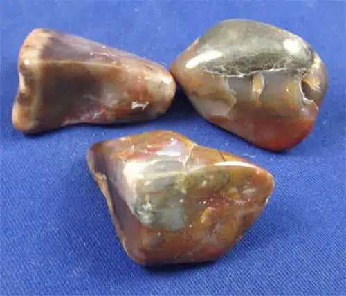 Coprolite Tumbled Stones Extra Large