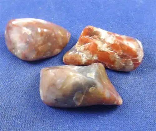 Coprolite Tumbled Stones Large
