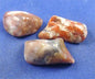 Coprolite Tumbled Stones Large