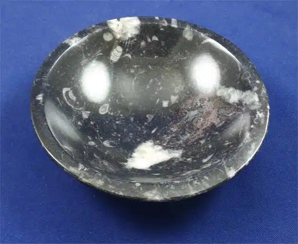 Orthoceras Bowl 5