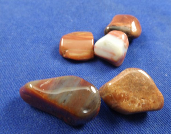 Petrified Wood Tumbled Stones