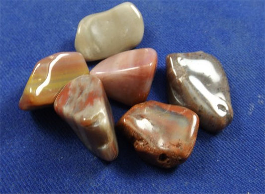 Petrified Wood Tumbled Stones
