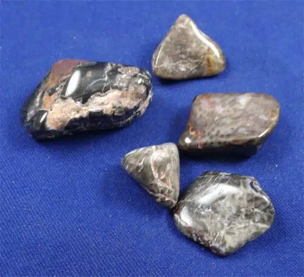 Red Palm Wood Tumbled Stones