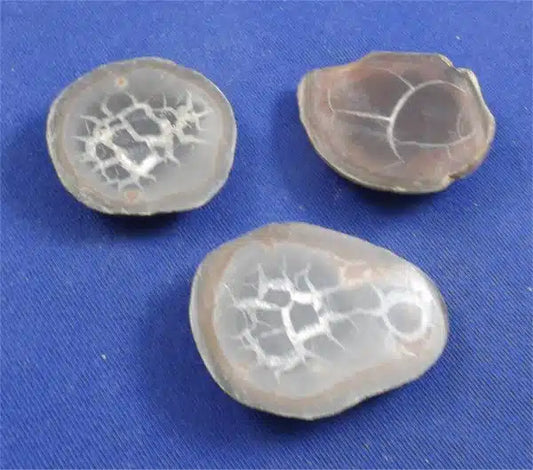 Septarian Nodules