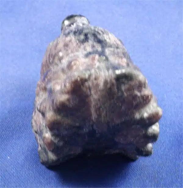 Mahogany Obsidan Wolf Head Skull