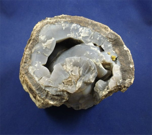 Petrified Wood Log With Chalcedony - Crystals By Rob